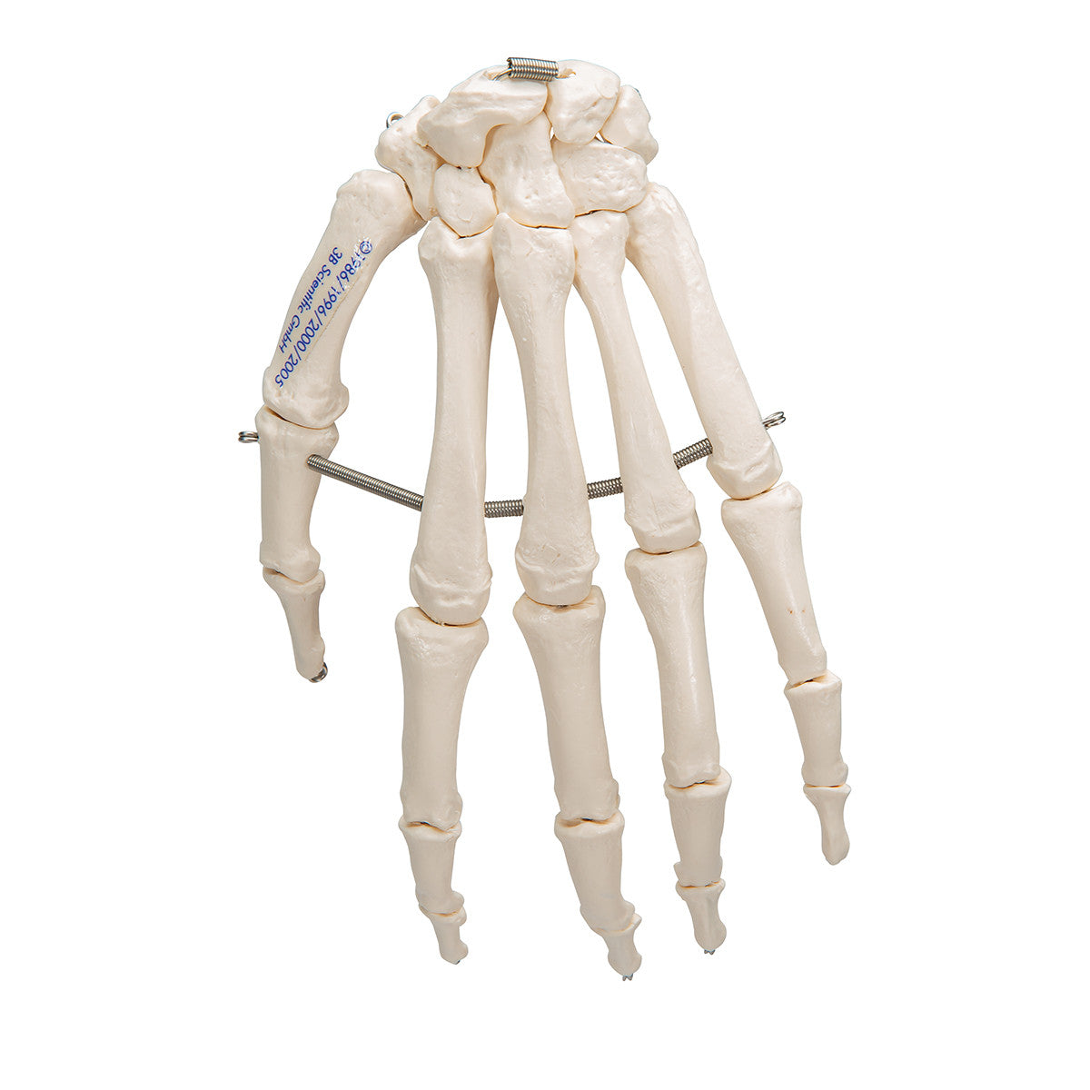 Hand Skeleton