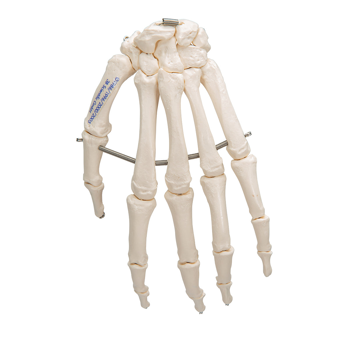 Hand Skeleton - 3B Scientific A40, view 10