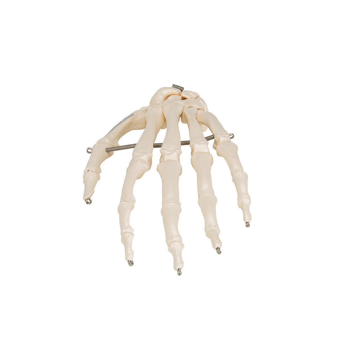 Hand Skeleton