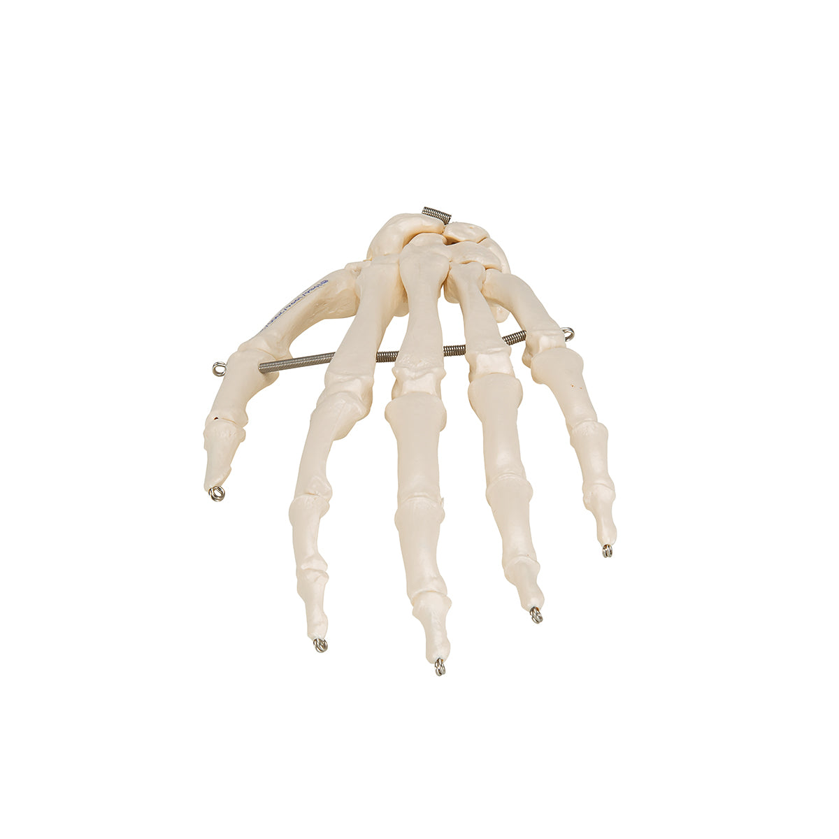 Hand Skeleton - 3B Scientific A40, view 11