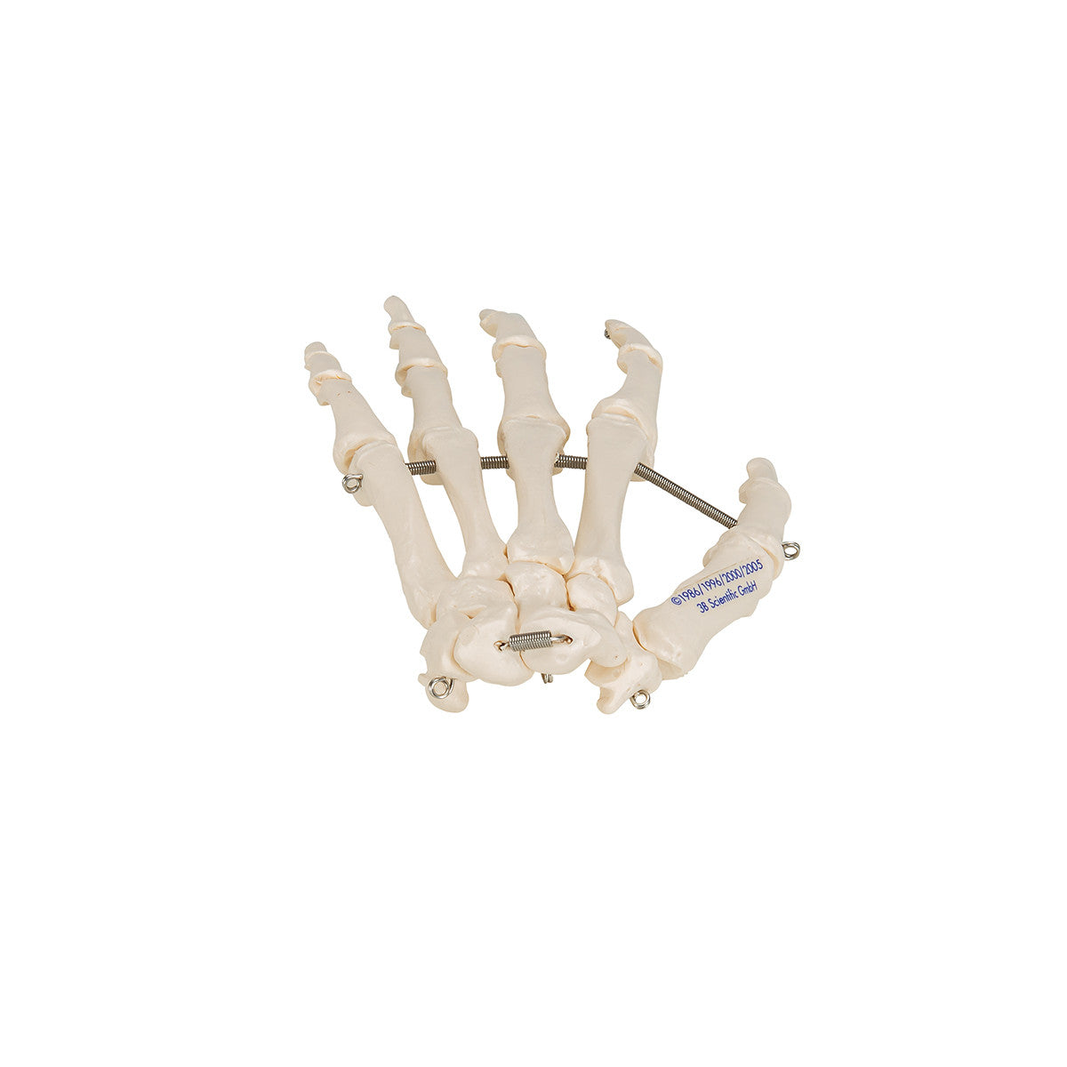 Hand Skeleton
