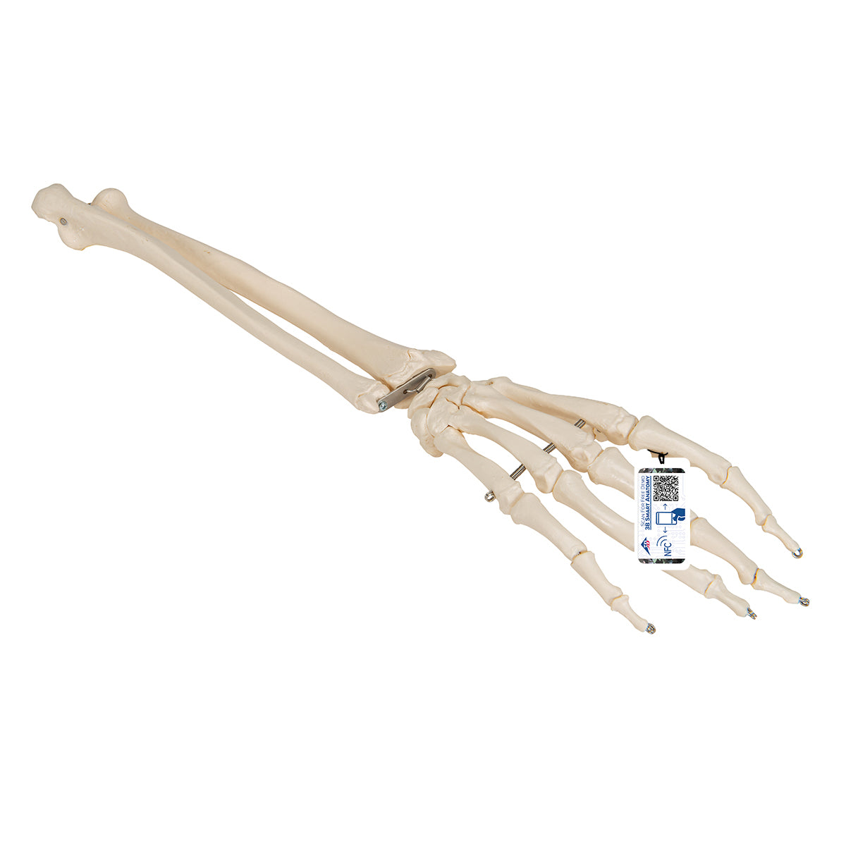 Hand Skeleton with lower arm