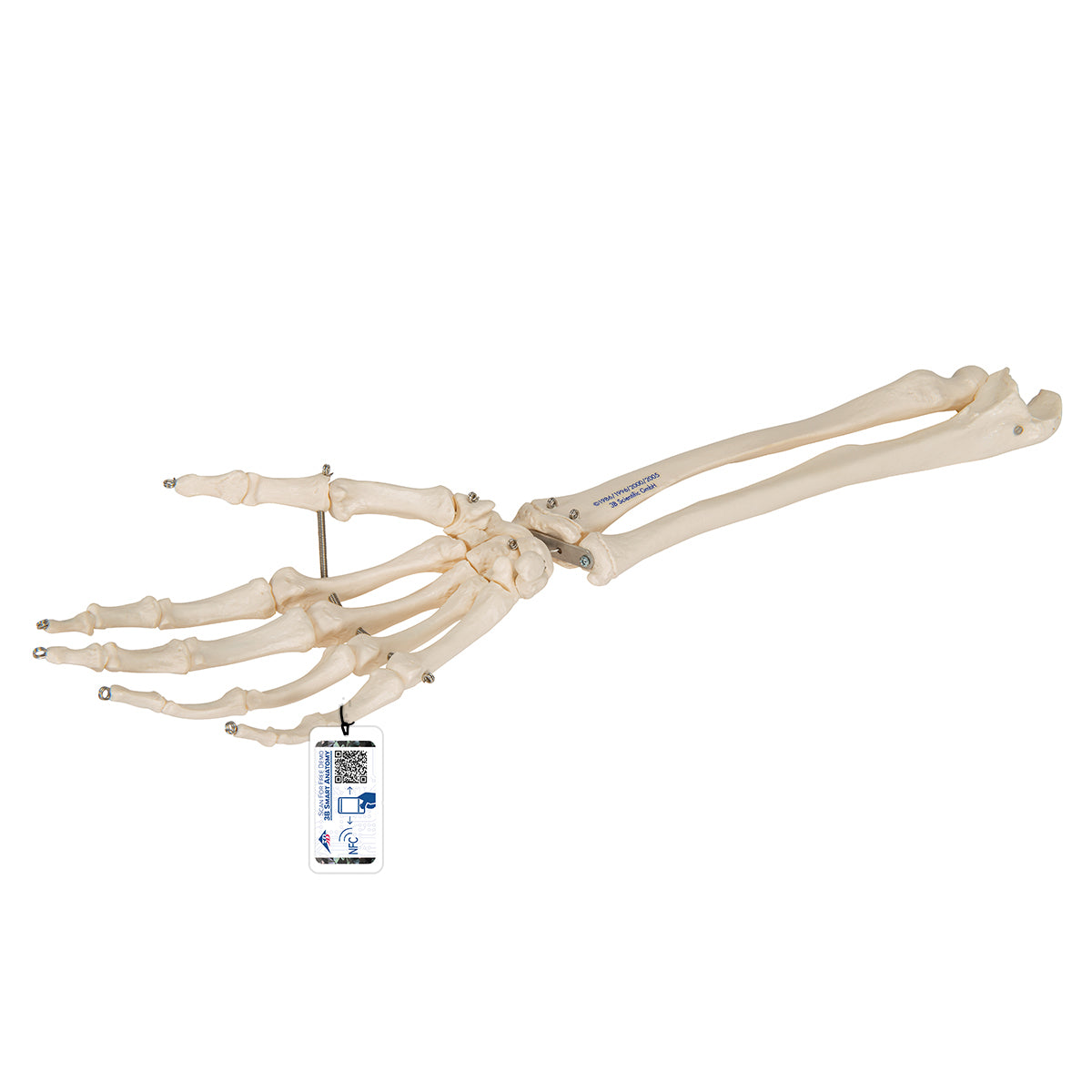 Hand Skeleton with lower arm