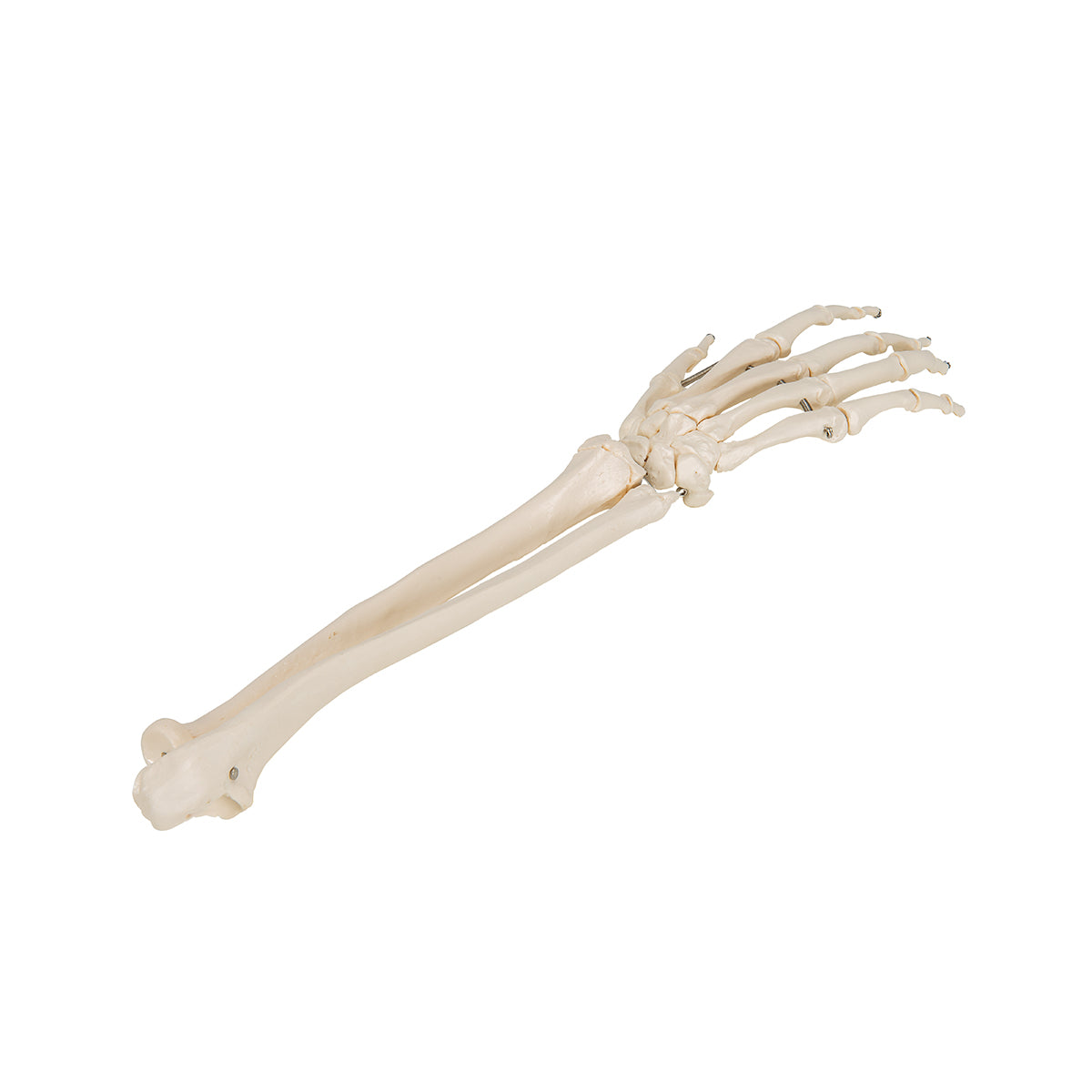 Hand Skeleton with lower arm