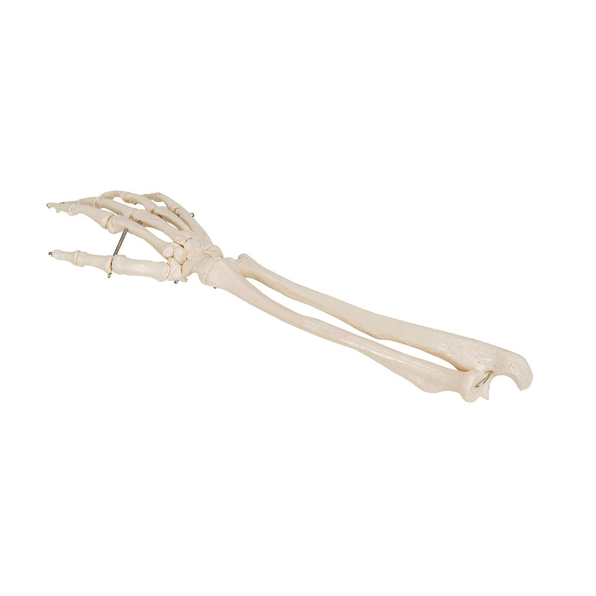 Hand Skeleton with lower arm