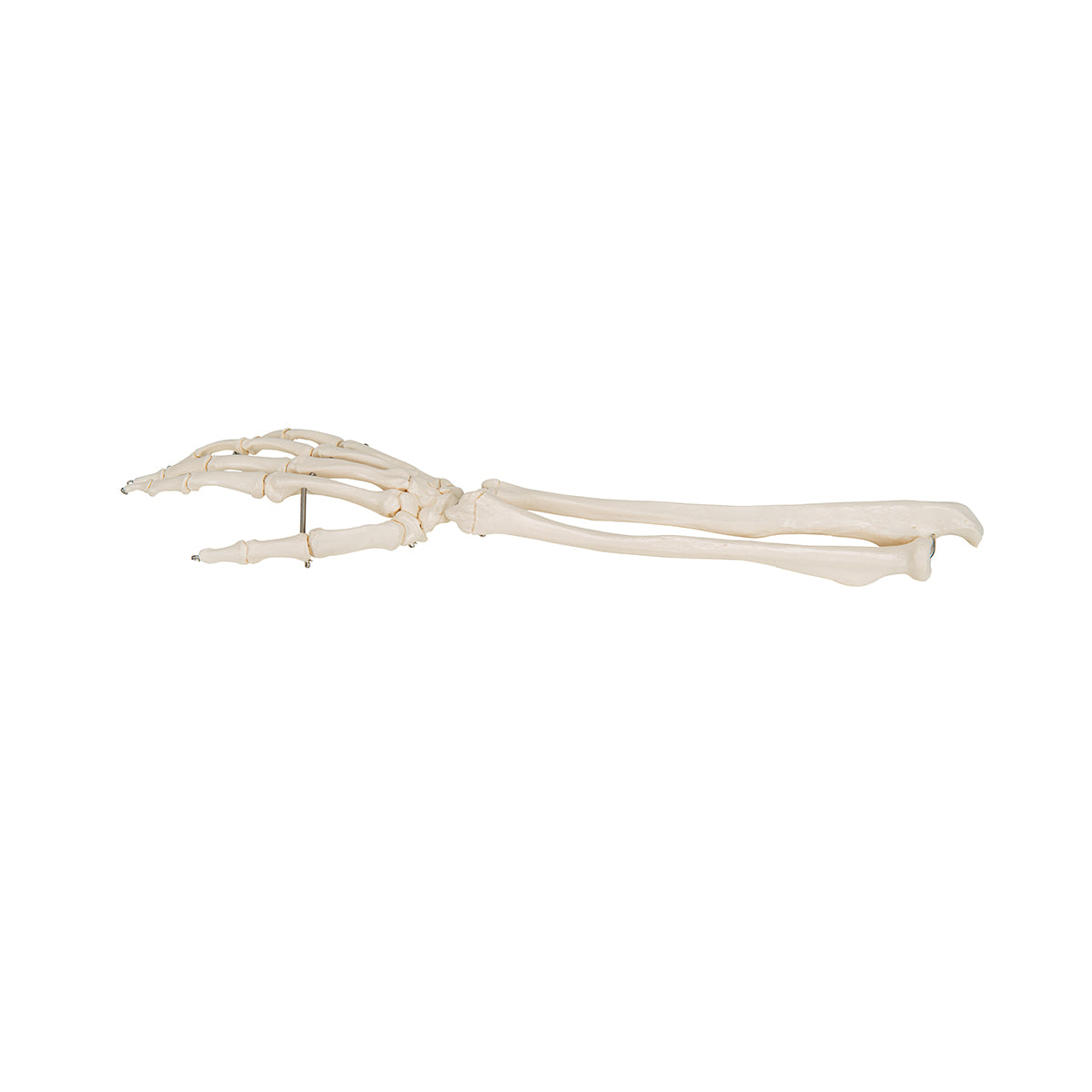 Hand Skeleton with lower arm