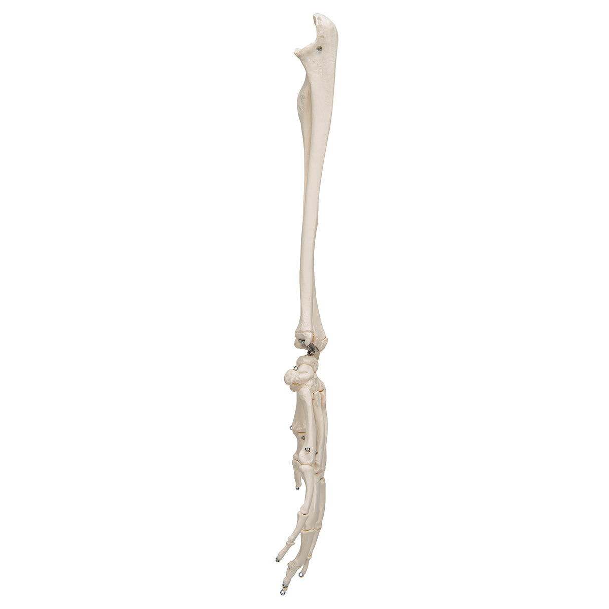 Hand Skeleton with lower arm