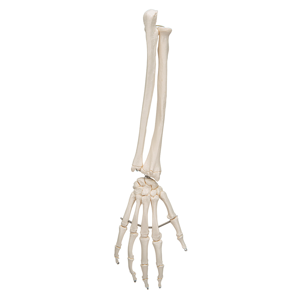 Hand Skeleton with lower arm