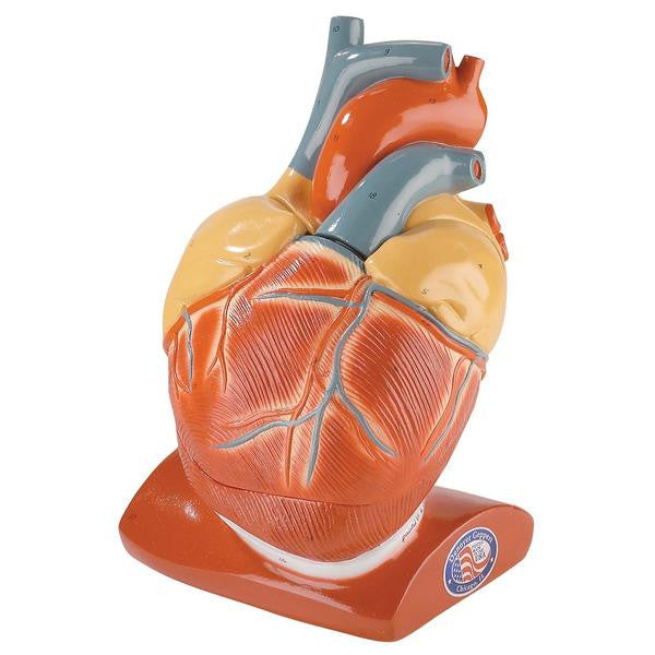 Giant Heart with Pericardium and Diaphragm - Denoyer Geppert