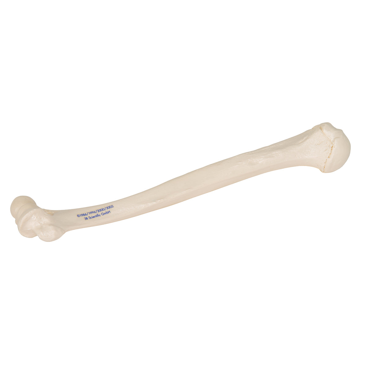 Human Humerus Model