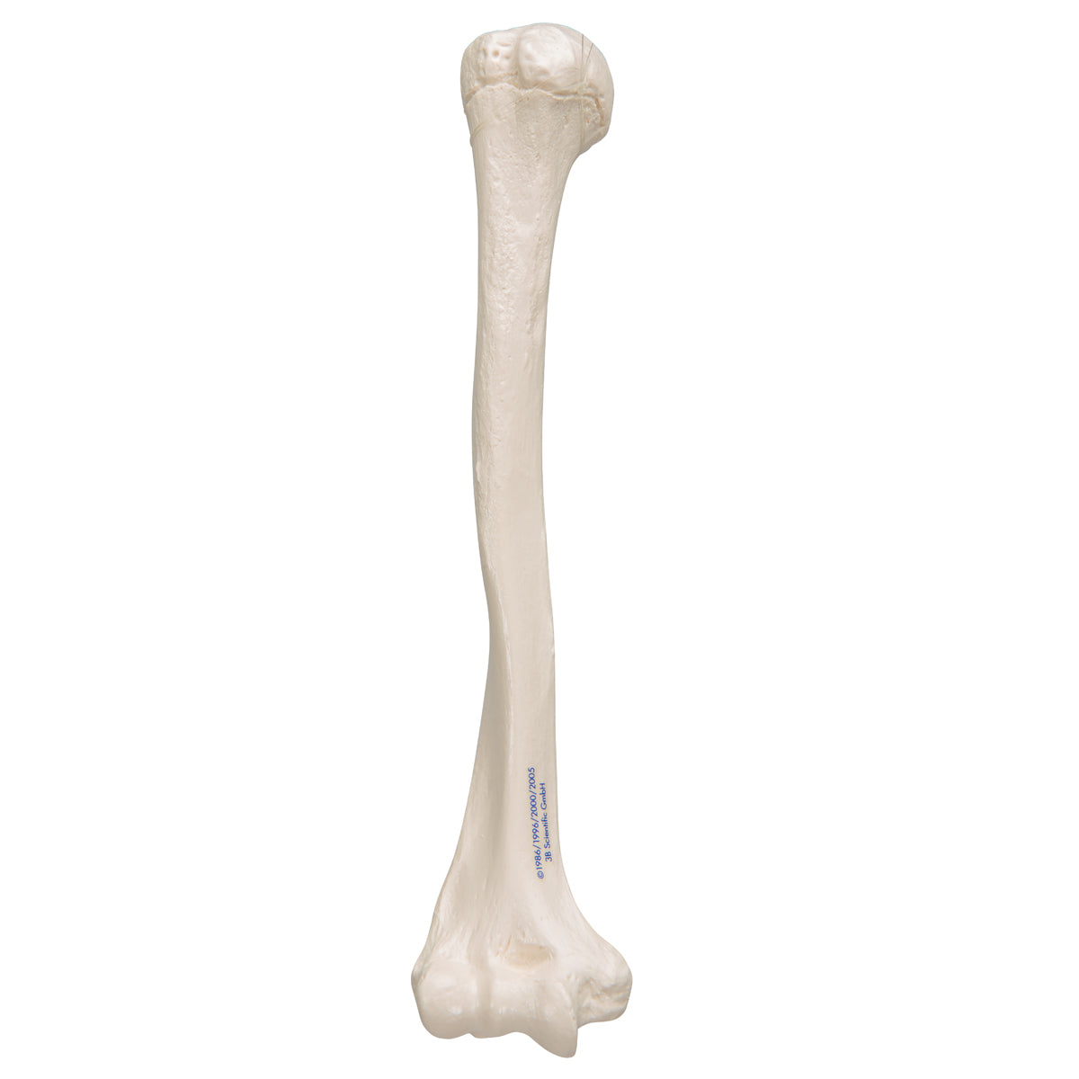 Human Humerus Model