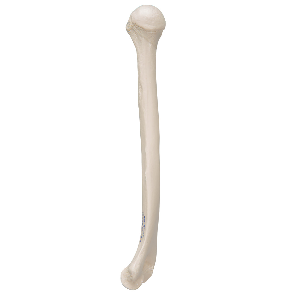 Human Humerus Model