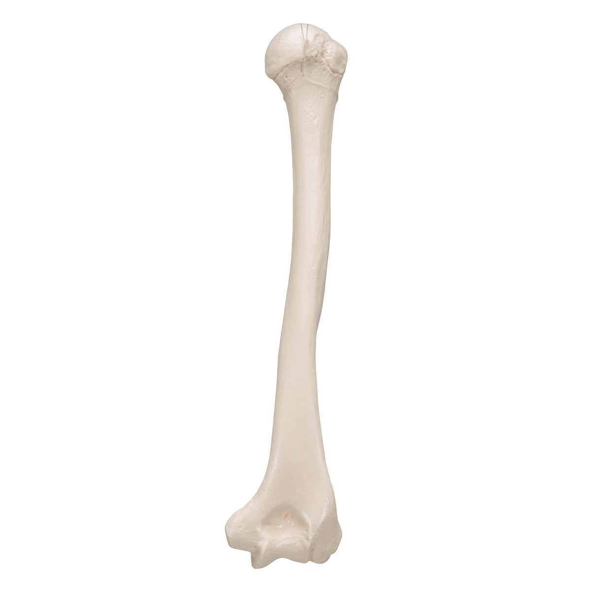Human Humerus Model