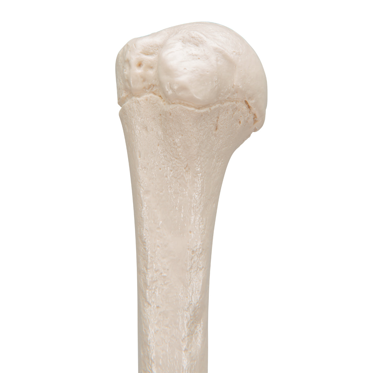 Human Humerus Model