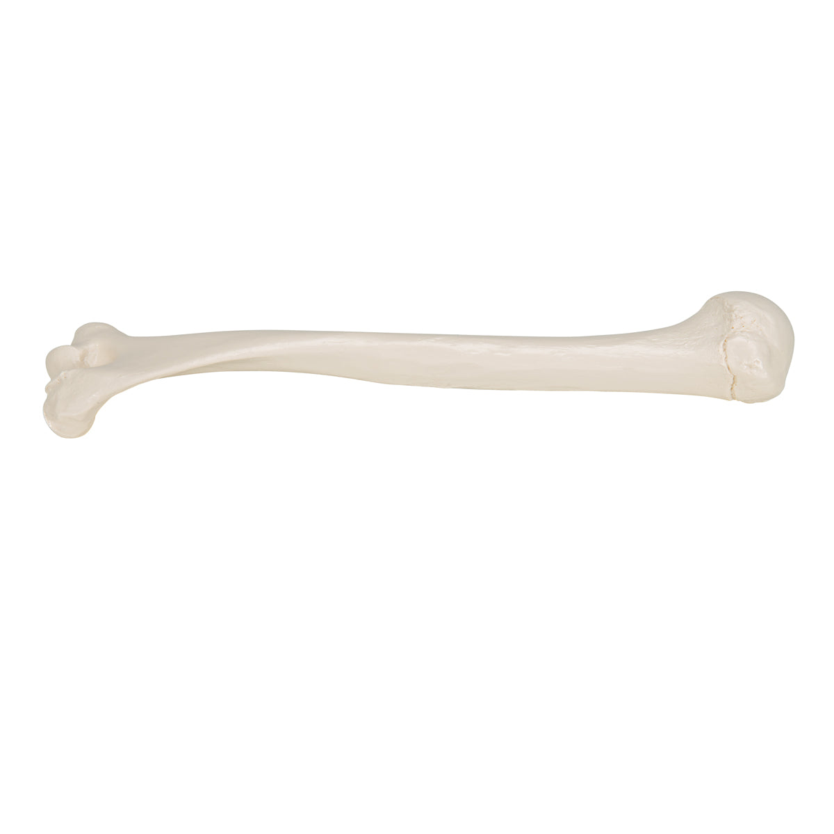 Human Humerus Model
