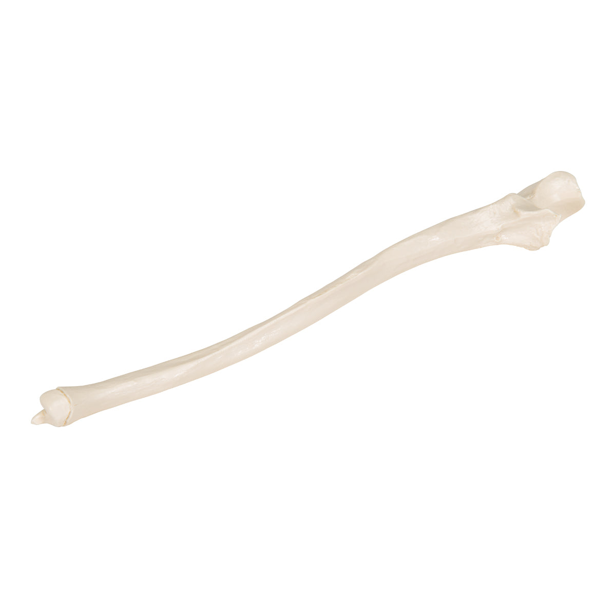 Human Ulna Model