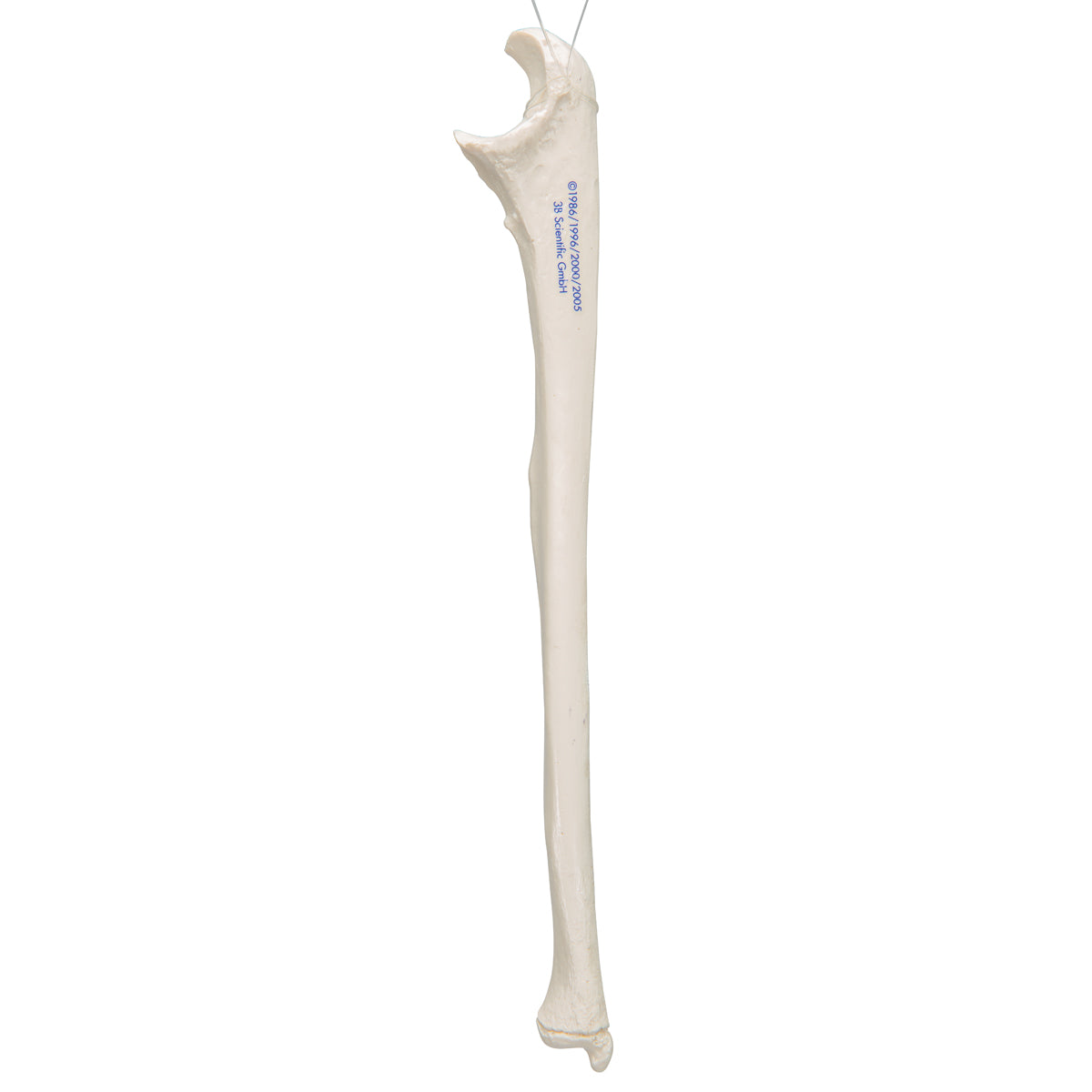 Human Ulna Model