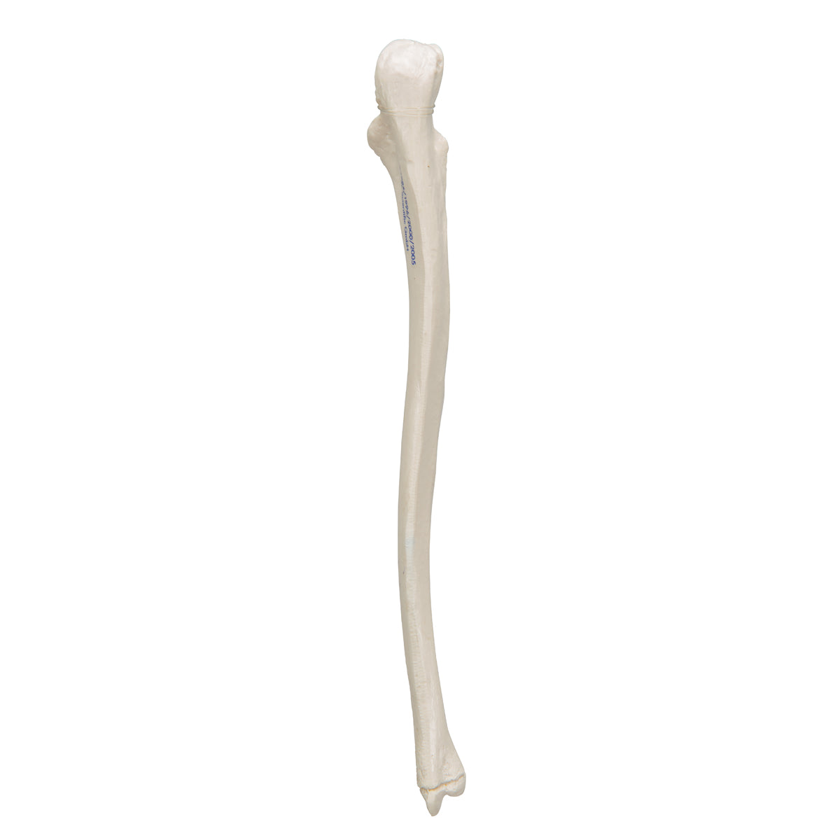 Human Ulna Model