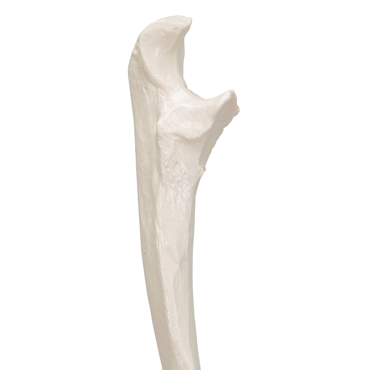 Human Ulna Model
