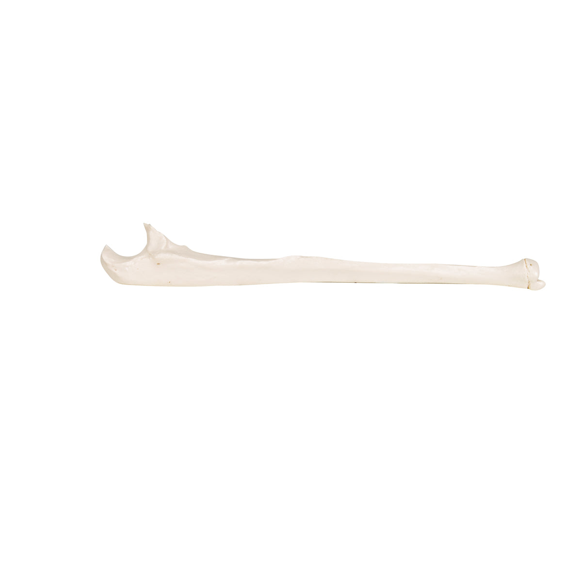 Human Ulna Model