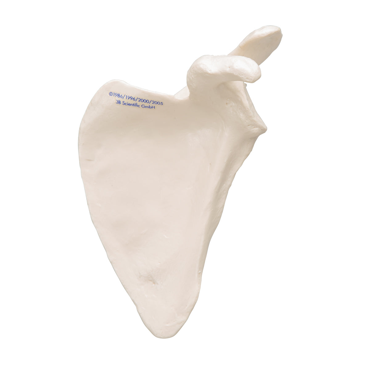 Human Scapula Model