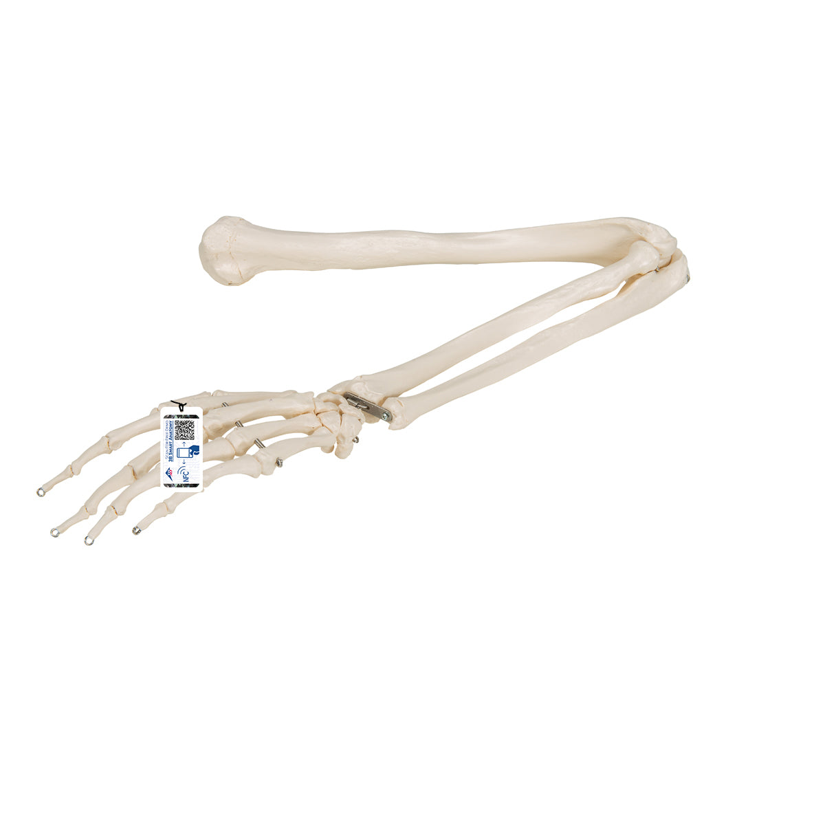 Arm Skeleton
