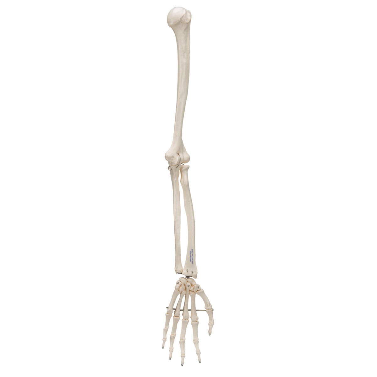 Arm Skeleton