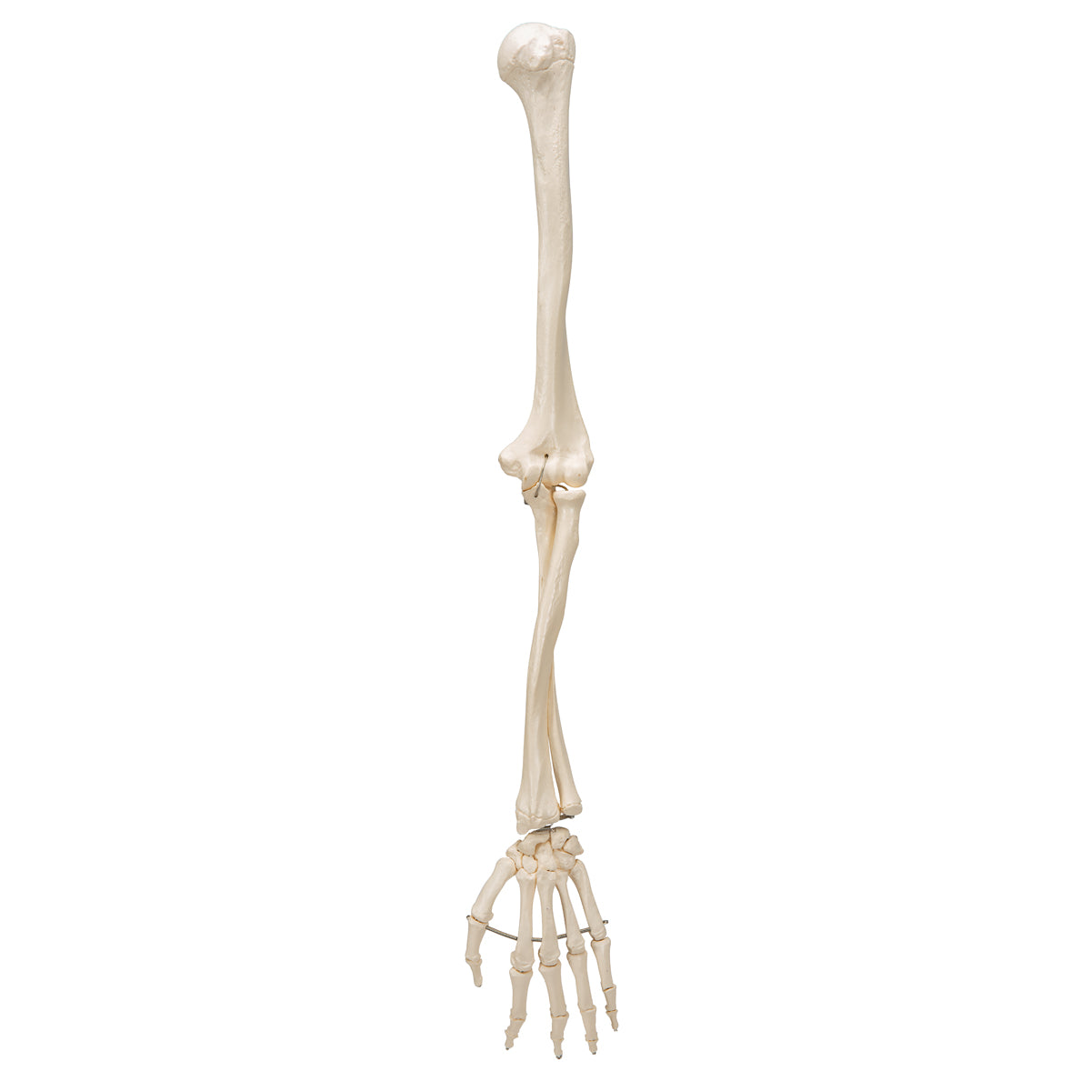 Arm Skeleton