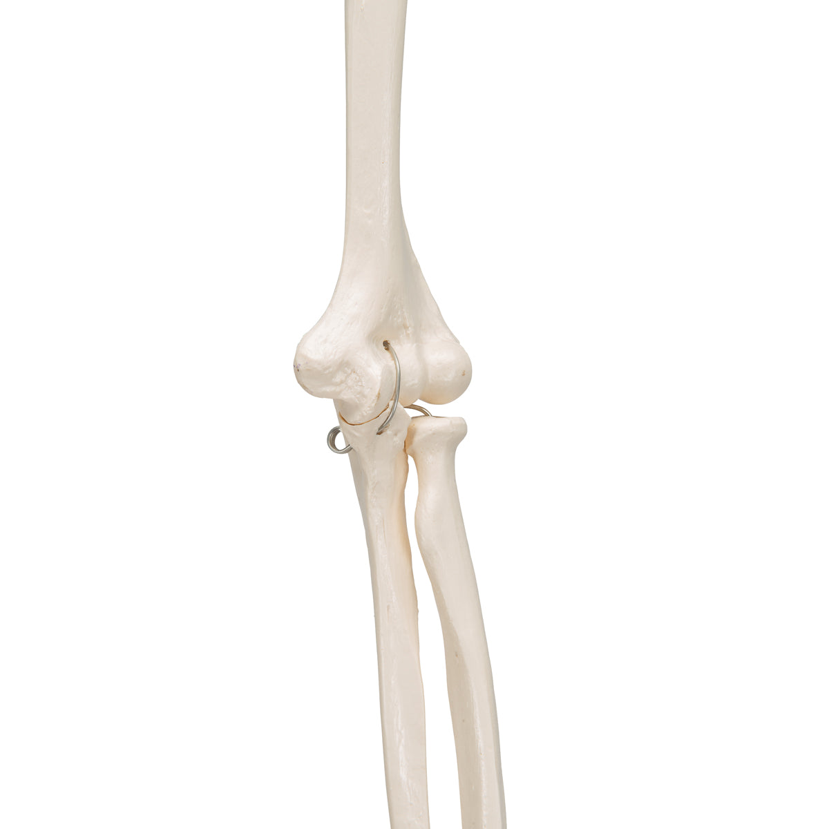 Arm Skeleton