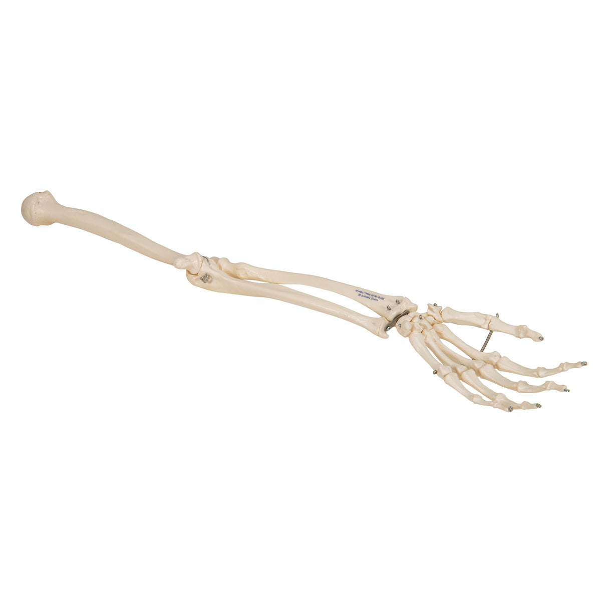 Arm Skeleton