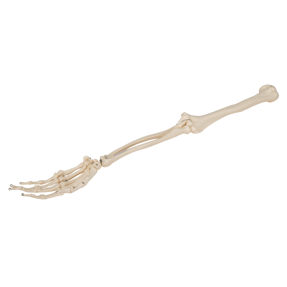 Arm Skeleton