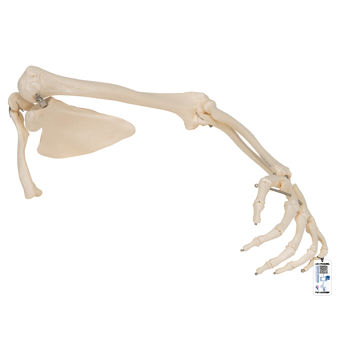 Arm Skeleton with Shoulder Blade A46 — 3B Scientific