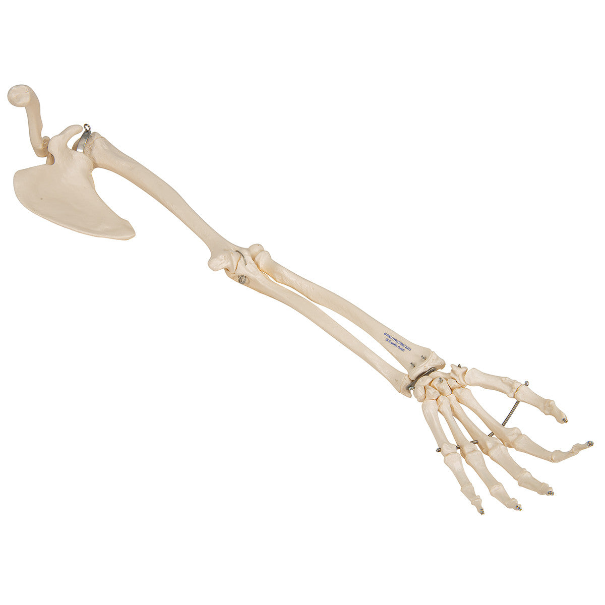 Arm Skeleton with Scapula and Clavicle