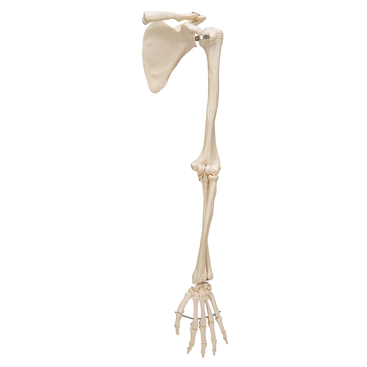 Arm Skeleton with Shoulder Blade - 3B Scientific A46, view 11