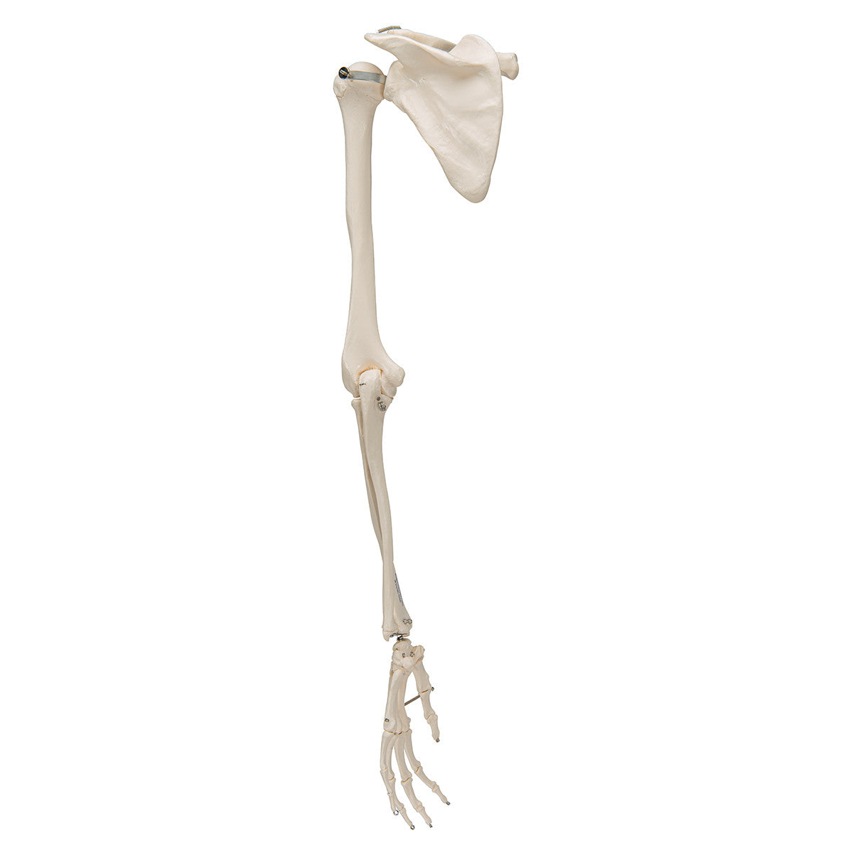 Arm Skeleton with Scapula and Clavicle