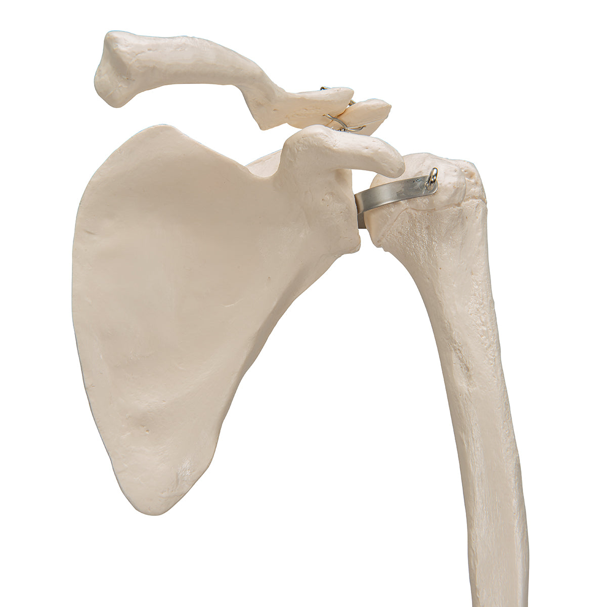 Arm Skeleton with Shoulder Blade - 3B Scientific A46, view 13