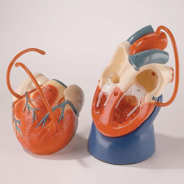 Nonbreakable Life-Size Heart With Bypass