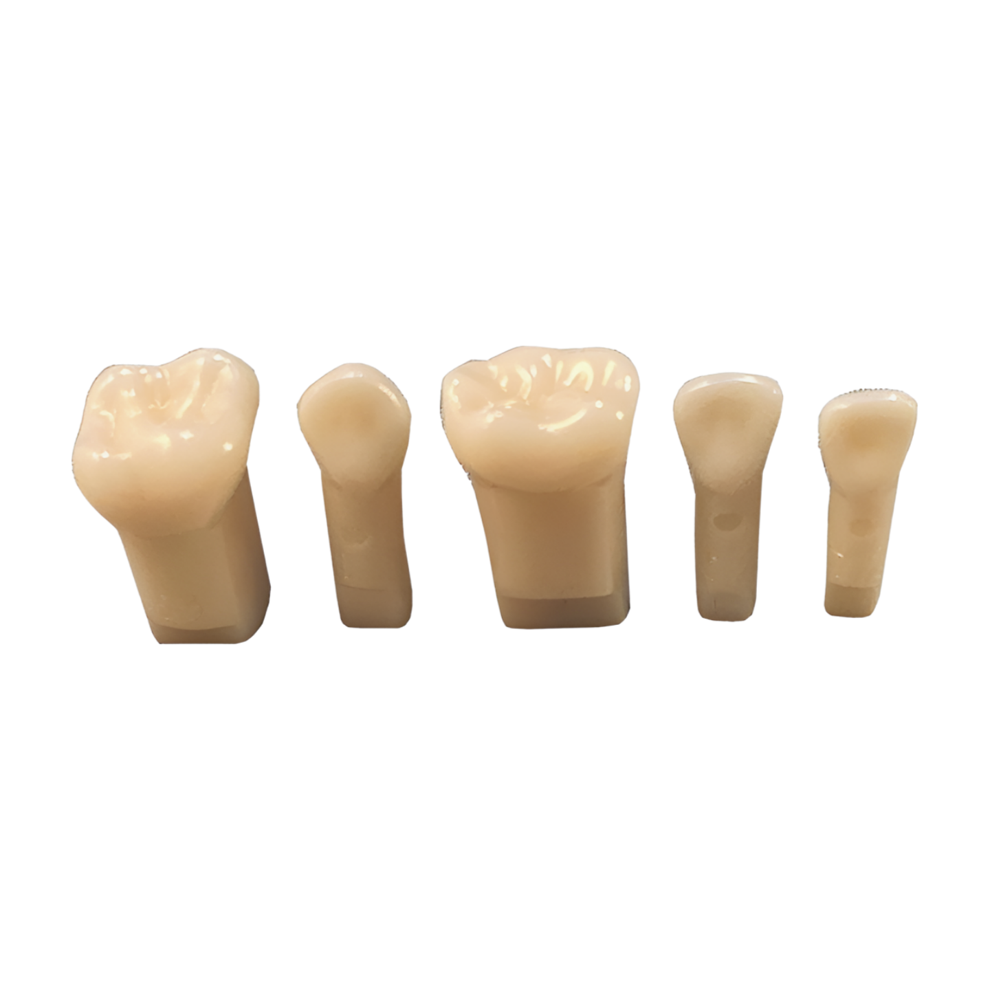 D75 Series – Individual Replacement Pediatric Teeth