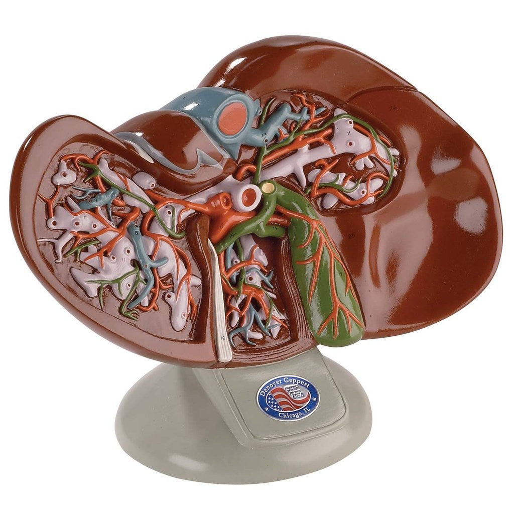 0141-00 Liver and Gallbladder