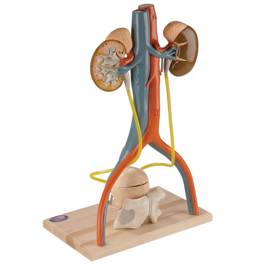 A55 Free-Standing Urinary System