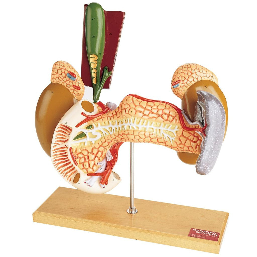 0146-00 Internal Organs