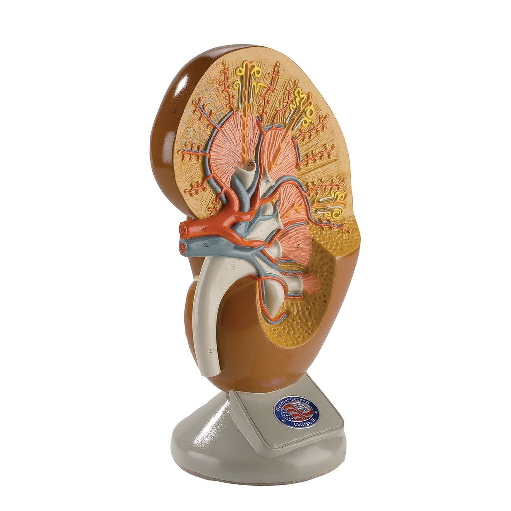 0147-00 Deluxe Kidney