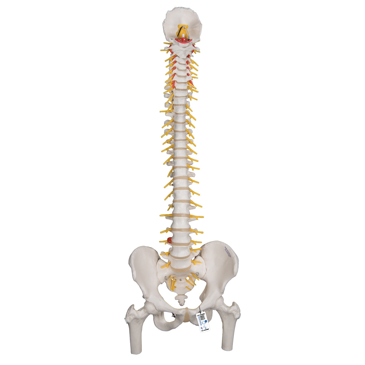Deluxe Flexible Human Spine Model with Femur Heads & Sacral Opening