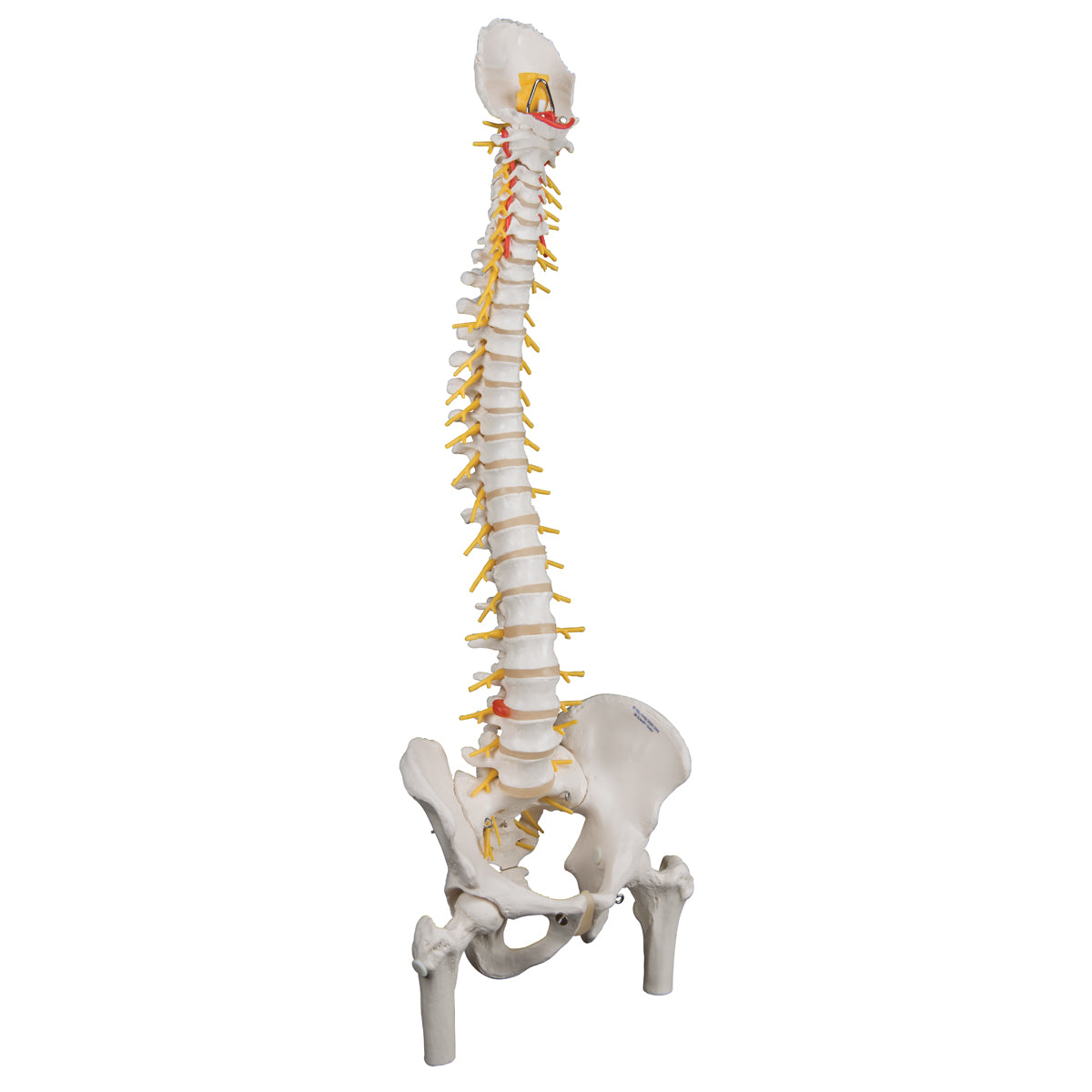 Deluxe Flexible Human Spine Model with Femur Heads & Sacral Opening
