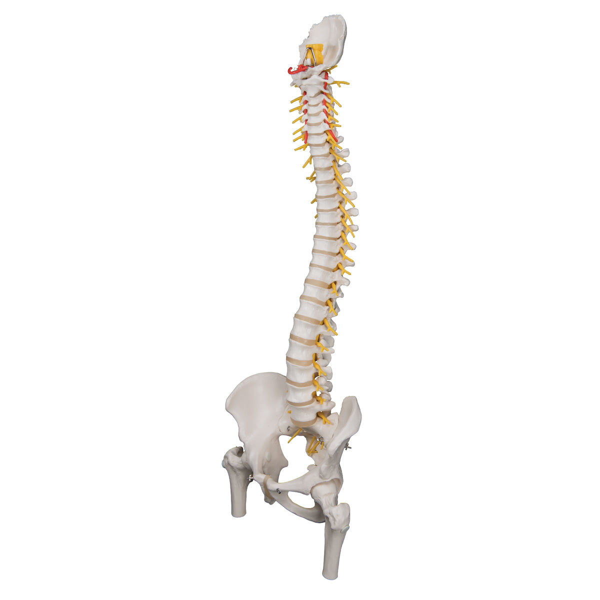 Deluxe Flexible Human Spine Model with Femur Heads & Sacral Opening