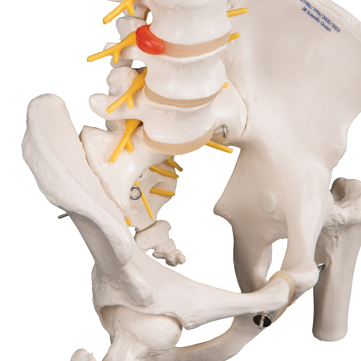 Deluxe Flexible Human Spine Model with Femur Heads & Sacral Opening