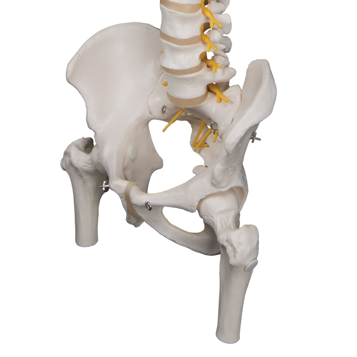 Deluxe Flexible Human Spine Model with Femur Heads & Sacral Opening