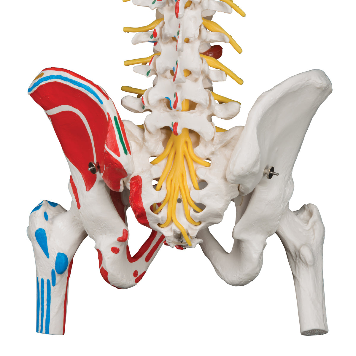 Deluxe Flexible Spine Model with Femur Heads, Painted Muscles & Sacral Opening