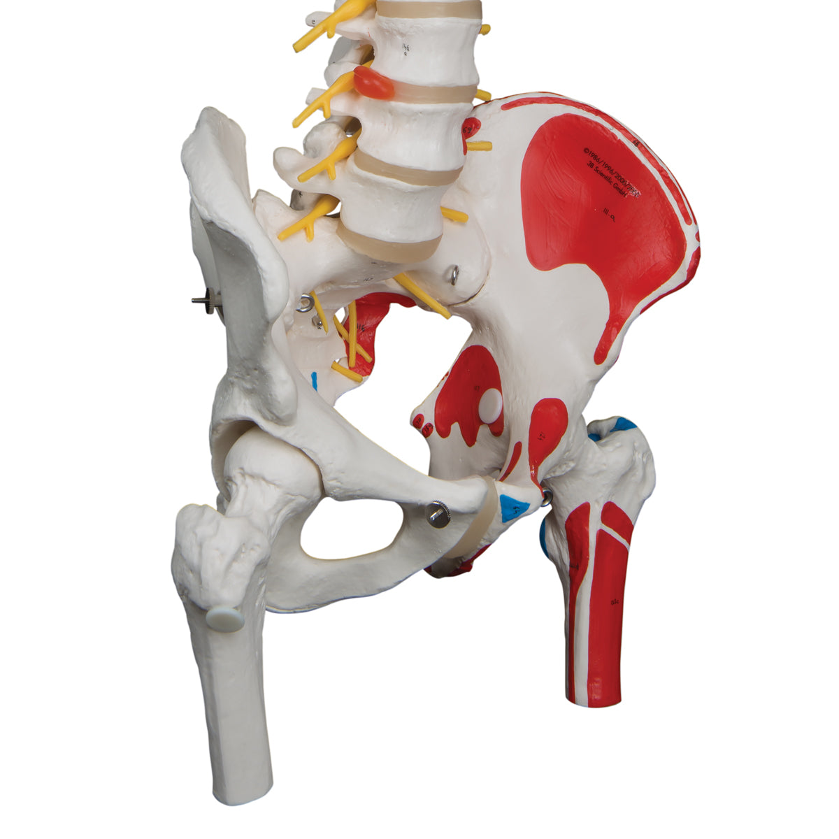 Deluxe Flexible Spine Model with Femur Heads, Painted Muscles & Sacral Opening