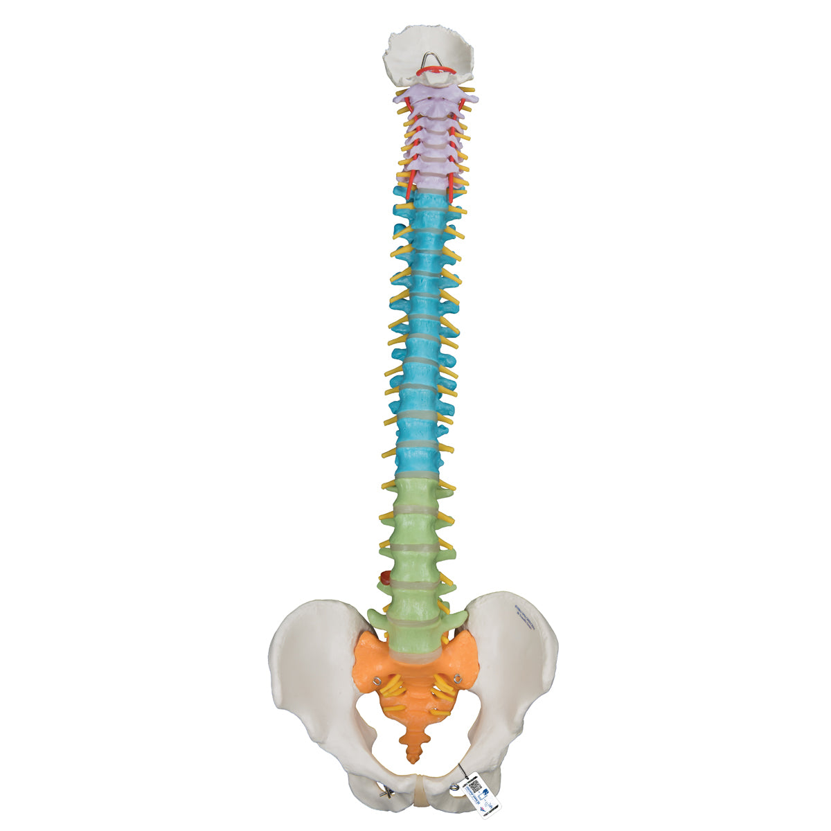 Didactic Flexible Human Spine Model